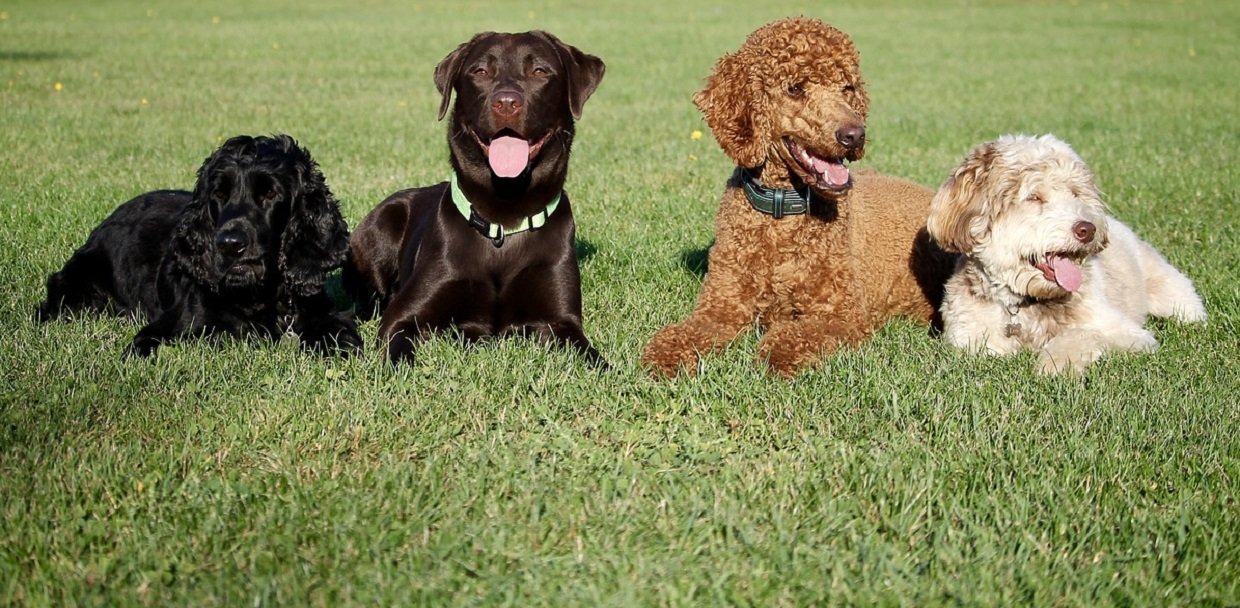 Chien de race: quelle race de chien choisir ?
