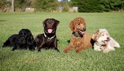 Chien de race: quelle race de chien choisir ?