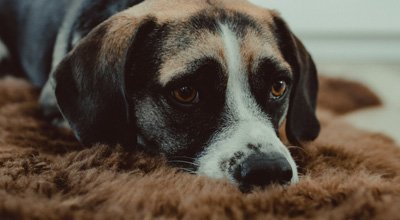 Chien qui tousse : causes, symptômes, traitement