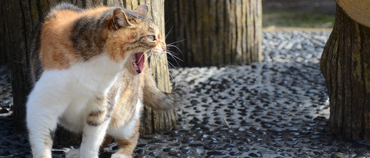 Comportement du chat : chat agressif, chat câlin, chat qui mord… comment y faire face ?
