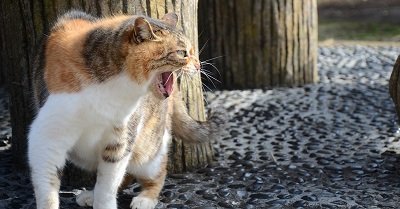 Comportement du chat : chat agressif, chat câlin, chat qui mord… comment y faire face ?