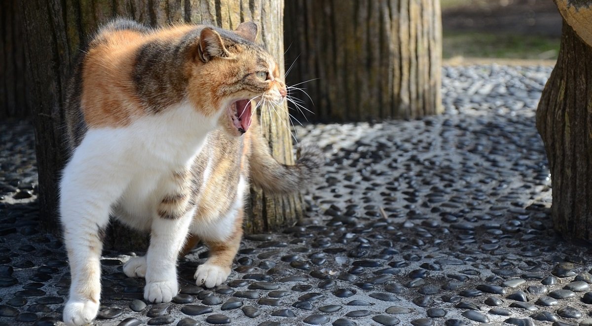 Comportement Du Chat Comment Y Faire Face Josera