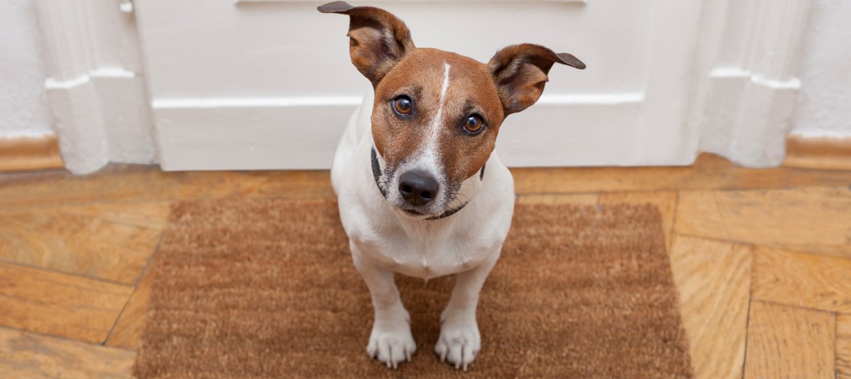 Le coronavirus - Un danger pour les chiens et leurs propriétaires ?