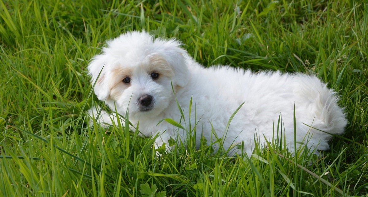 Coton de Tuléar prix, toilettage, caractère... JOSERA