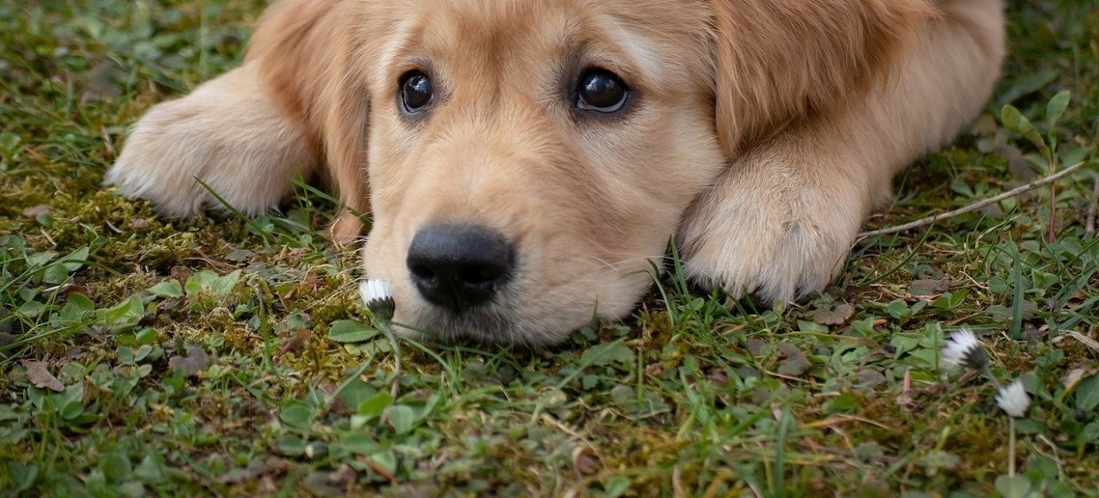 Diarrhée chez le chien, comment l’aborder avec discernement