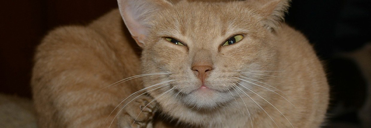 Derme et épiderme du Chat - Produit de santé vétérinaire