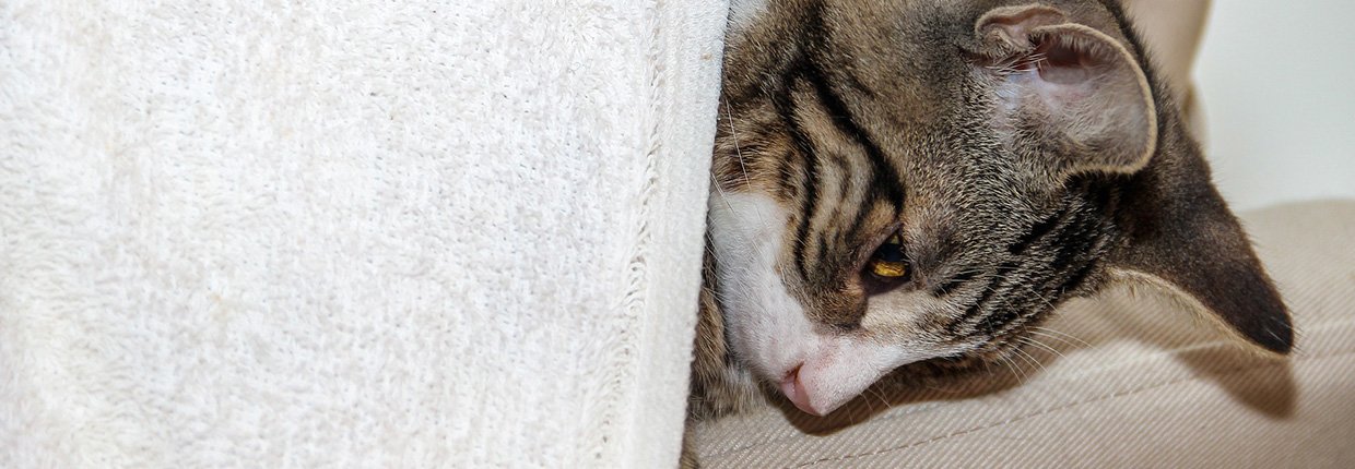 Constipation chez le chat ???? : comment la soulager ?