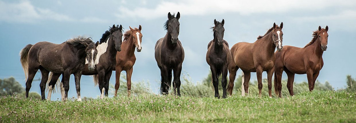 Acheter un cheval : le rêve de tout cavalier