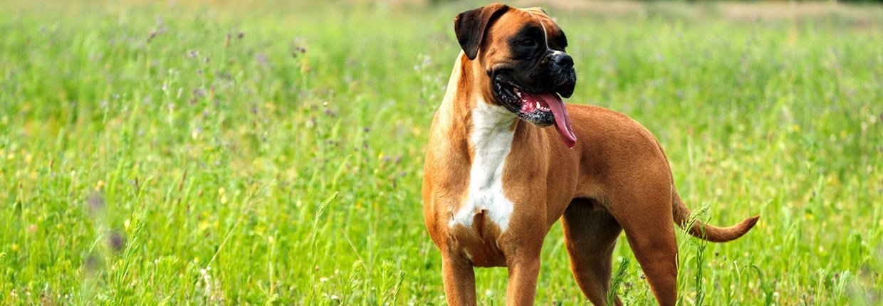 Tout savoir sur les chiens boxers