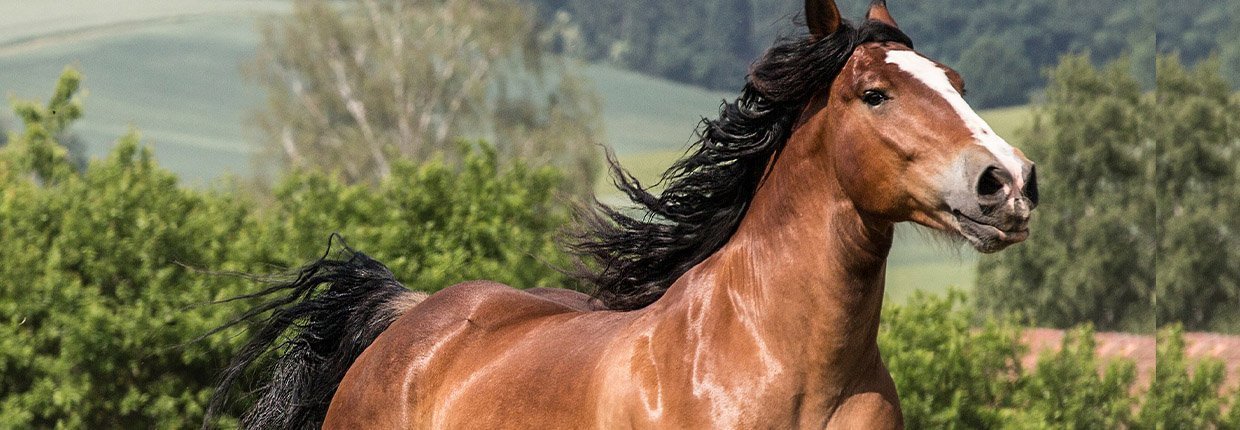 Cheval breton : apparence, caractère, entretien, alimentation, maladies et origines