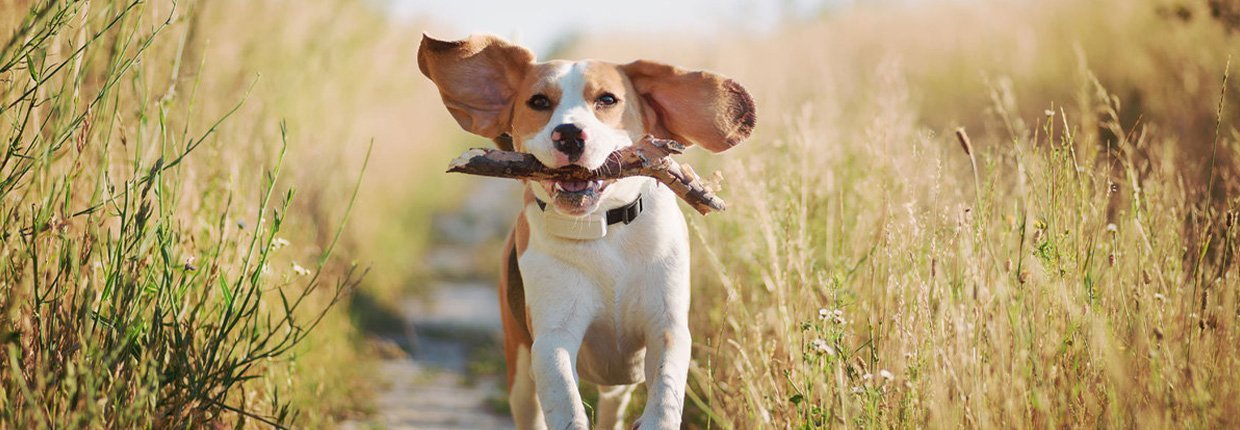 Maladie de Lyme chez le chien : symptômes, évolution de la maladie et traitement 