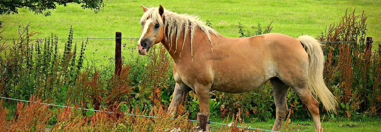 Cheval au pré : du choix du terrain à la mise au pré