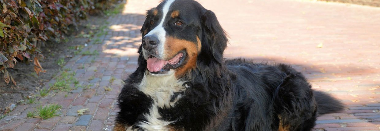 Le Bouvier Bernois : un chien social, affectueux apprécié des familles