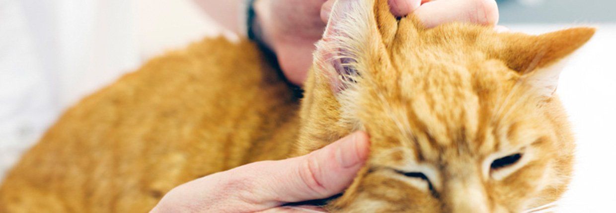 Oreilles Du Chat Comment Les Nettoyer