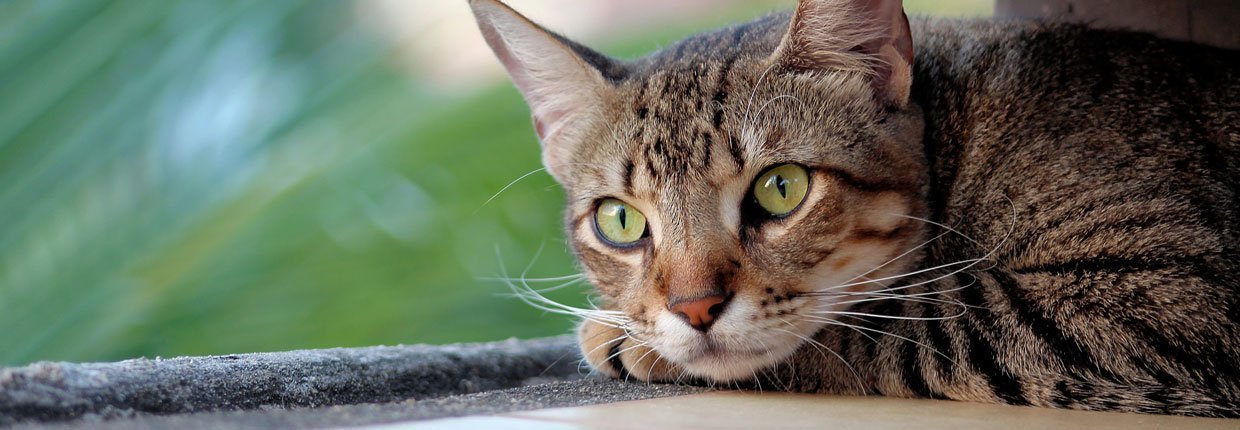 Coryza Du Chat Comment Le Soigner Et Le Prevenir Quels Symptomes