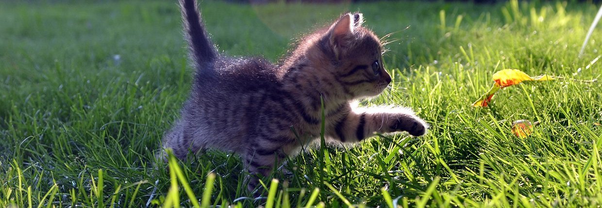 Comment reconnaître et entretenir le bonheur chez le chat ?