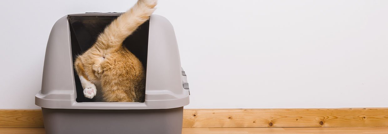 Comment bien choisir et entretenir la litière de votre chat ?
