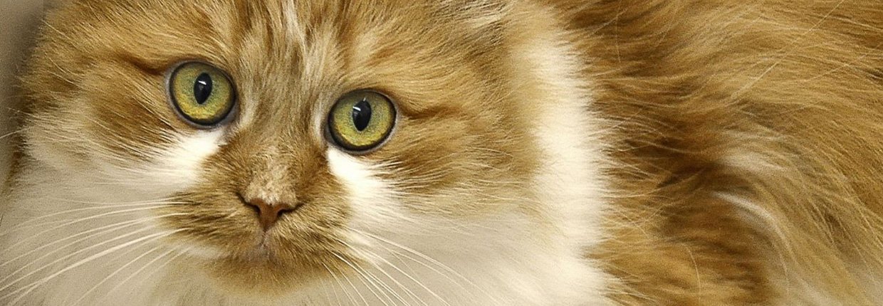 Chats A Poils Longs Quelle Race Est Faite Pour Vous Chats A Poils Longs Quelle Race Est Faite Pour Vous