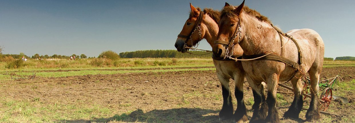 Les chevaux de trait en France : du Comtois au Percheron en passant par le Cob normand 