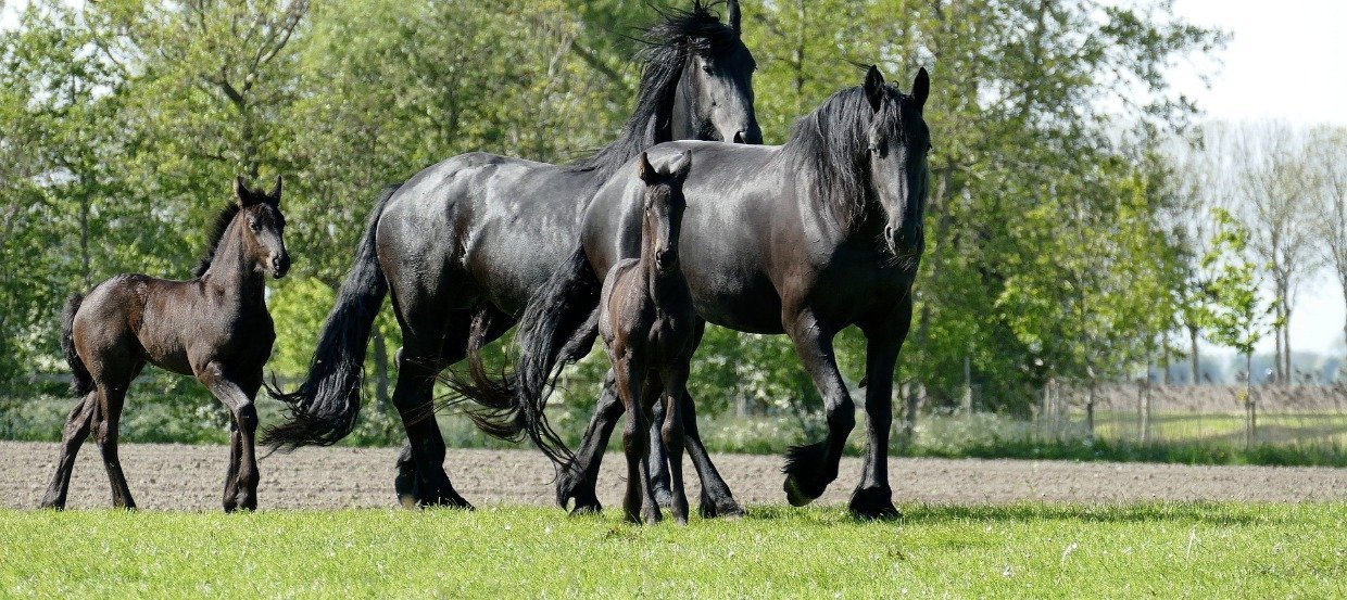 Frison : physique du cheval, caractère, dressage, alimentation, entretien, maladies héréditaires du cheval 