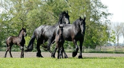 Frison : physique du cheval, caractère, dressage, alimentation, entretien, maladies héréditaires du cheval 