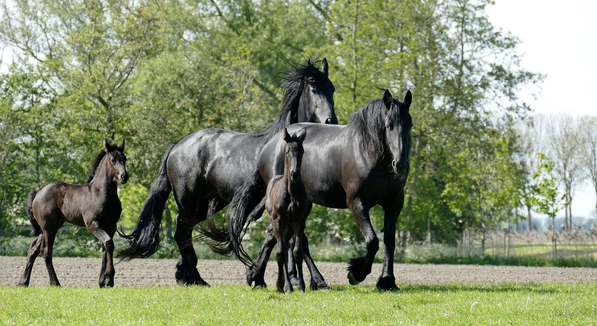 Le Frison (cheval) ♥ la perle noire des Pays-Bas