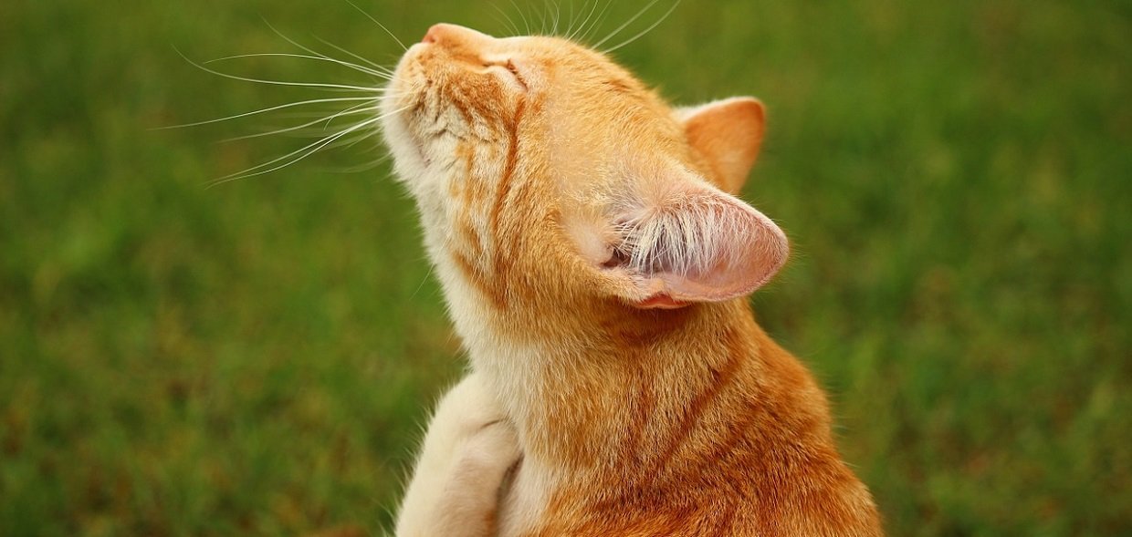 La gale des oreilles - Est-ce que mon chat peut attraper la gale