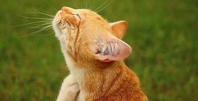 Gale du chat : symptômes et traitement 