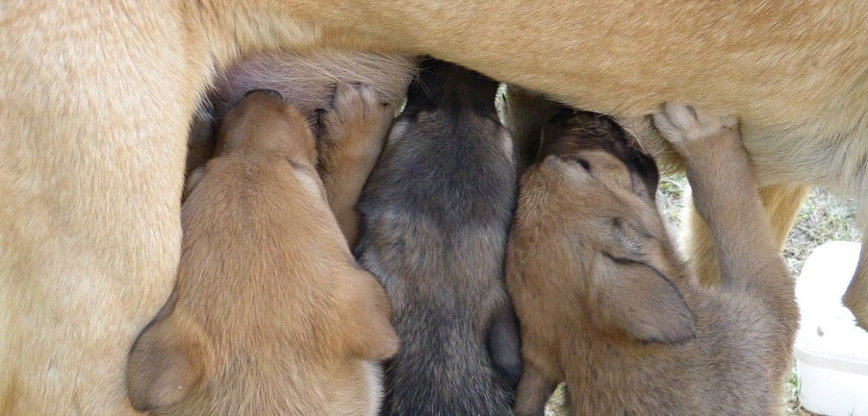 Gestation chien: ce qu’il faut savoir