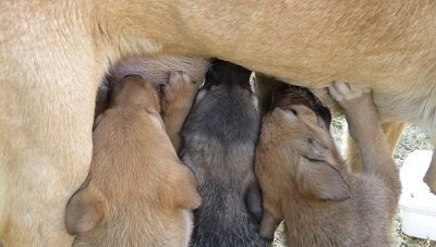 Gestation chien: ce qu’il faut savoir