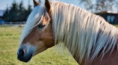 Conseils pour nourrir votre cheval avec des granulés de foin