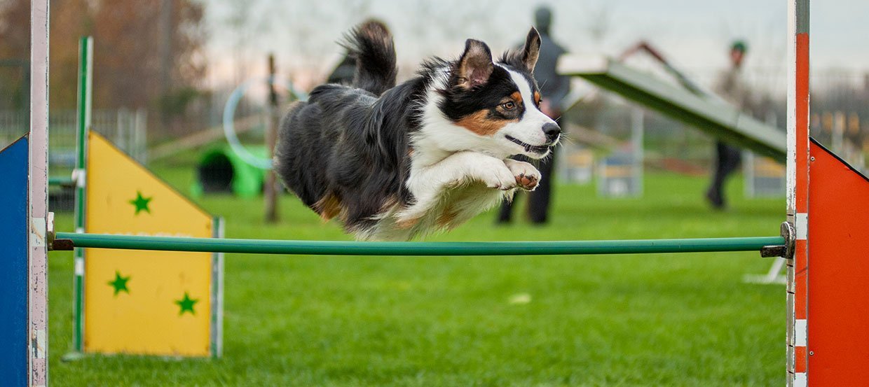 L’agility avec son chien – du sport et de la complicité