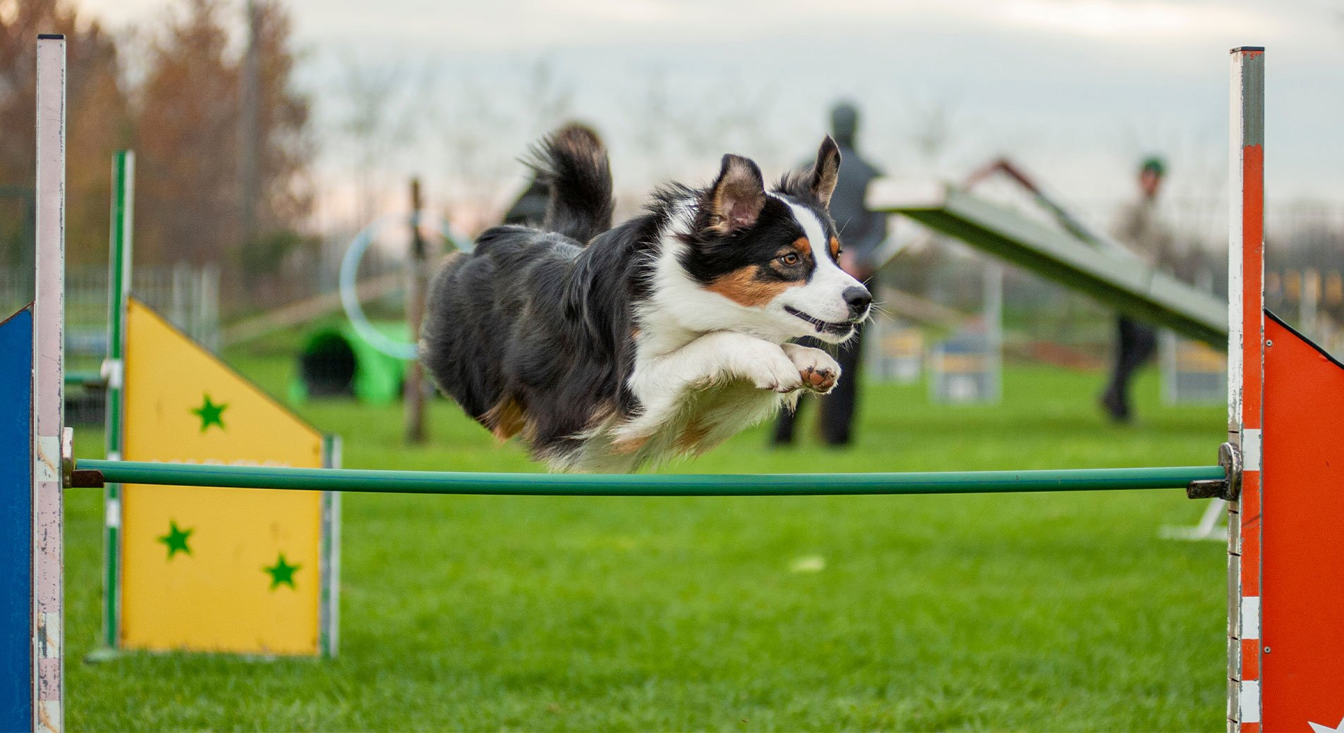 Agility tous les conseils pour bien démarrer avec son chien