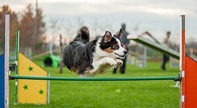 L’agility avec son chien – du sport et de la complicité