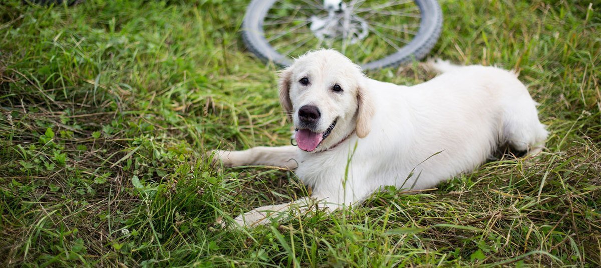 Faire du vélo avec son chien : c’est accessible à tous ! 