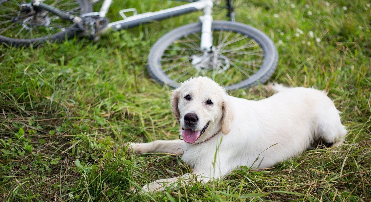Vous souhaitez acheter une remorque de vélo pour chien ? N'hésitez pas à  parcourir notre gamme !