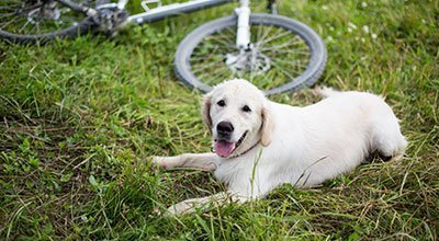 Faire du vélo avec son chien : c’est accessible à tous ! 