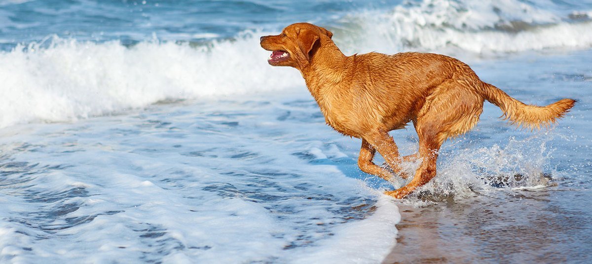 Partir en vacances avec son chien : planifier, préparer et vérifier avec la checklist