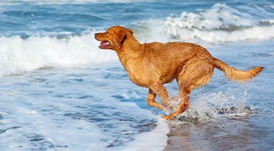 Partir en vacances avec son chien : planifier, préparer et vérifier avec la checklist