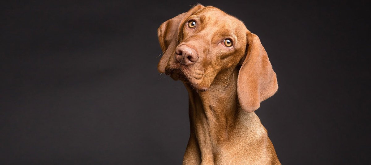 Apprendre à son chien à marcher en laisse : adopter les bons réflexes