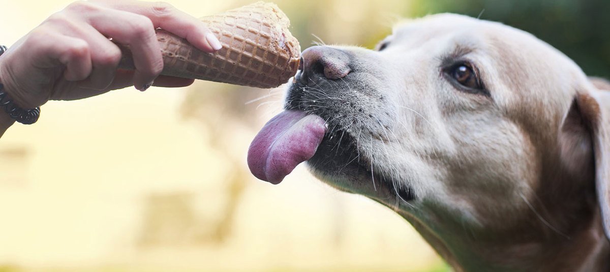 Faire soi-même de la glace pour son chien – 3 recettes simples