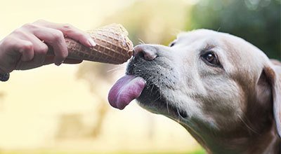 Faire soi-même de la glace pour son chien – 3 recettes simples