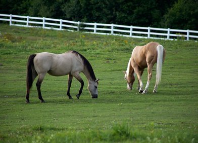 Vermifuge cheval, quand et comment ? - FNCF