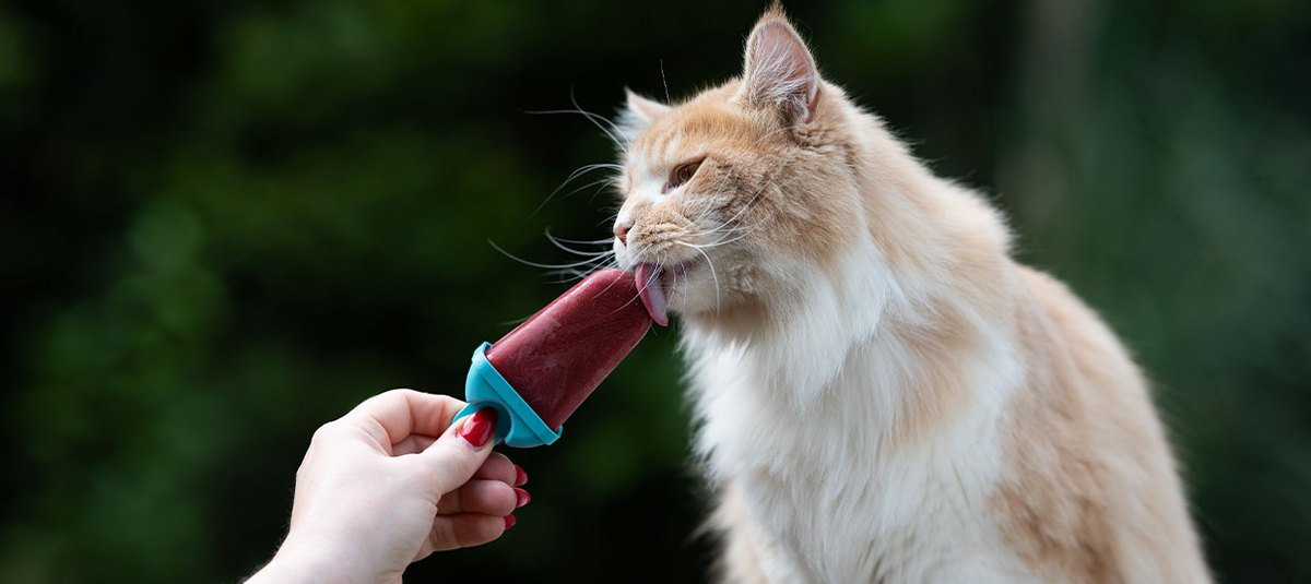 Glace pour chat : apportez un peu de fraîcheur à votre félin