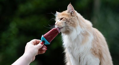 Glace pour chat : apportez un peu de fraîcheur à votre félin