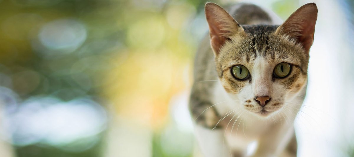 Comment prendre la température de votre chat de manière sûre ?