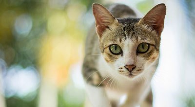 Comment aider votre chat qui halète ? 