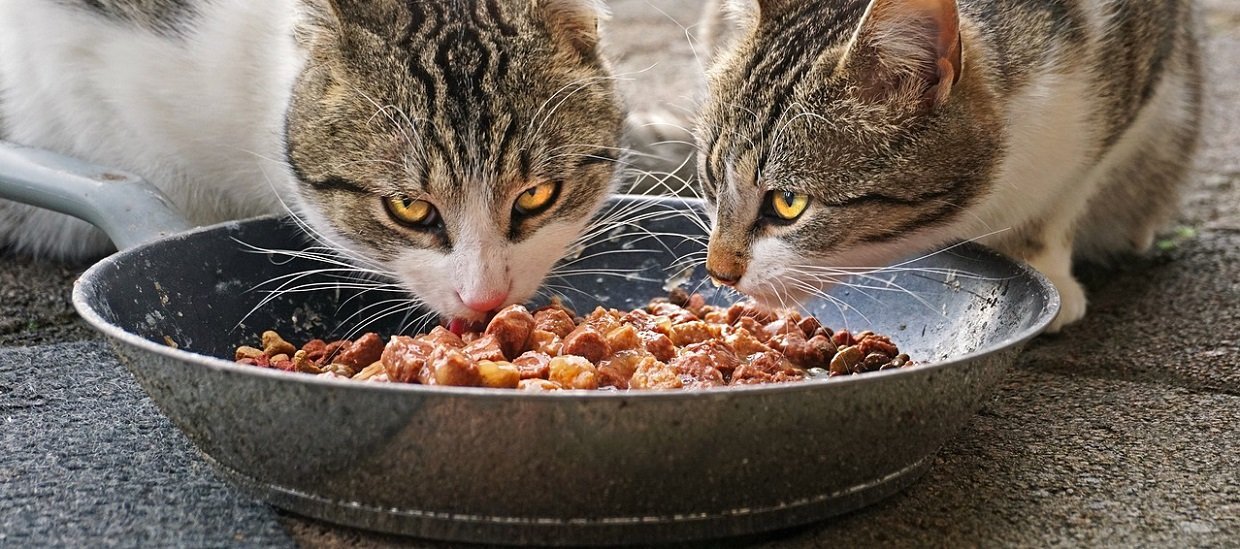 Bien choisir la nourriture sans céréales pour chat –