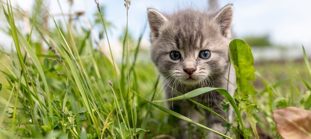 Comment bien nourrir son chaton ?