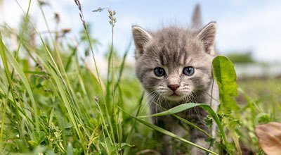 Comment bien nourrir son chaton ?